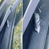 Jeep skrite živalice